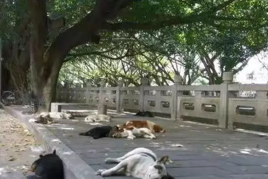 流浪小动物们在树荫下躲避烈日的灼晒