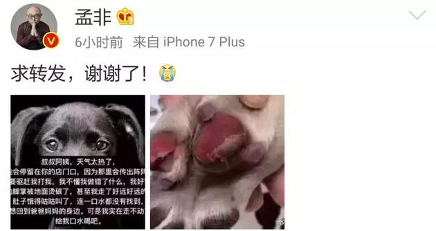 孟非呼吁大家帮助流浪动物顺利度过闷热的伏天