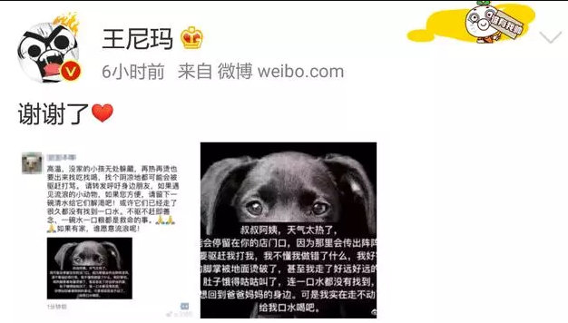 王尼玛呼吁大家帮助流浪动物顺利度过闷热的伏天